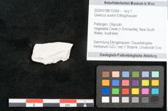 Foto (Objekt + Etikett) von Quercus austini Ettingshausen (NHMW-GEO-2024-0188-10364)